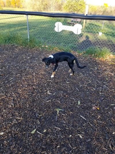 Tri-Colored (Black white and brown) Australian Shepard puppy, with tail, sniffing the ground near the fence at the dog park.